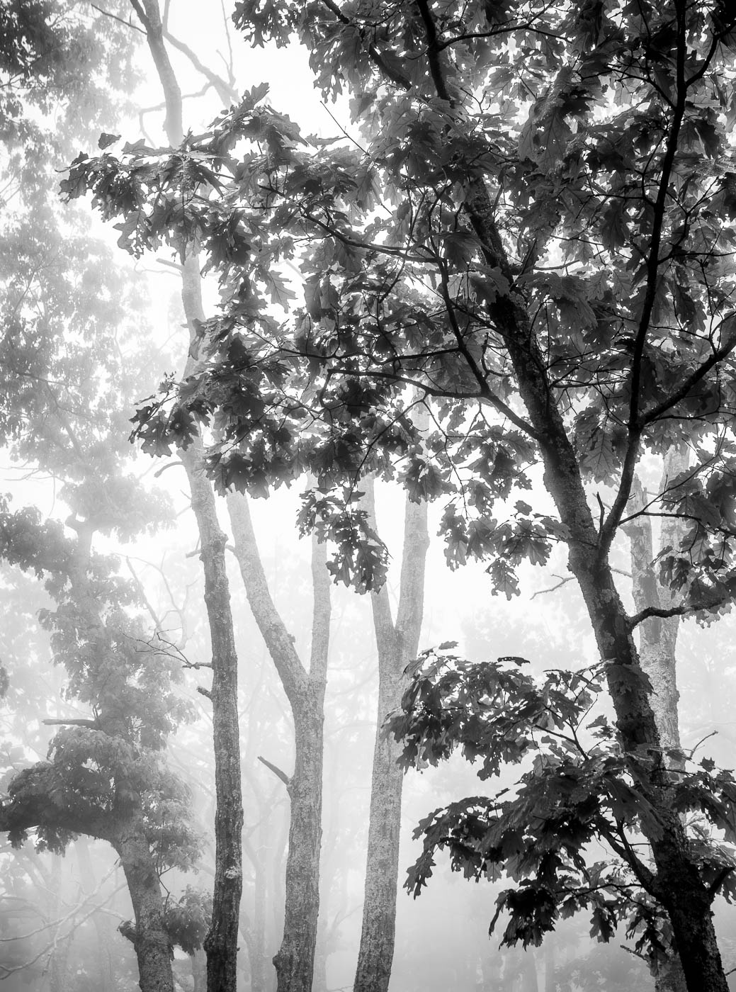 2nd Prize L2 Open Mono by Susan Jordan For Trees In The Mist May 2024.jpg